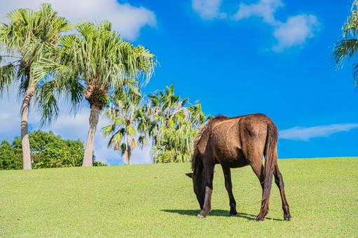 鹿児島　開聞山麓自然公園（トカラ馬牧場） 開聞山麓自然公園,トカラ馬牧場,開聞岳の写真素材