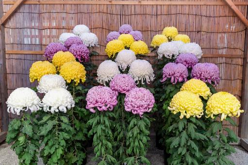 2025笠間の菊祭り9 菊祭り,笠間,秋の写真素材