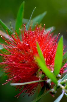 ブラシノキ ブラシノキの写真