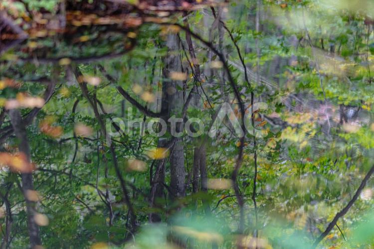 木々の映り 自然,ウォーキング,沼の写真素材