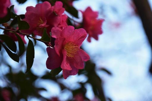 サザンカ(山茶花) サザンカ(山茶花)の写真