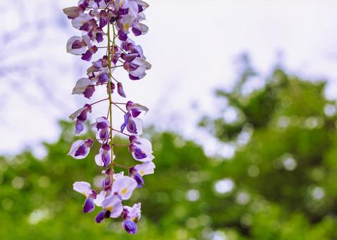 藤の咲く丘　藤棚の藤2ー30 藤棚,藤の花,花の写真素材