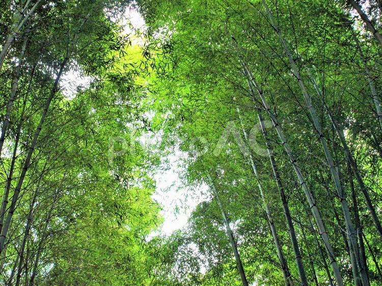 爽やかな竹林、背景素材 竹,竹林,緑の写真素材
