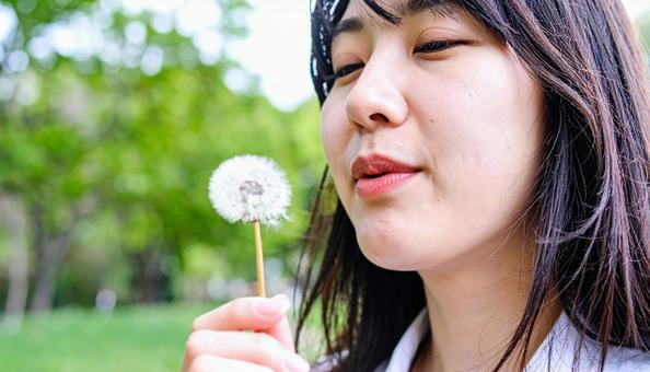 タンポポの綿毛を吹く日本人の女の子 タンポポの綿毛を吹く日本人の女の子の写真