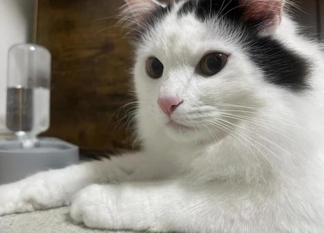 猫 猫の写真