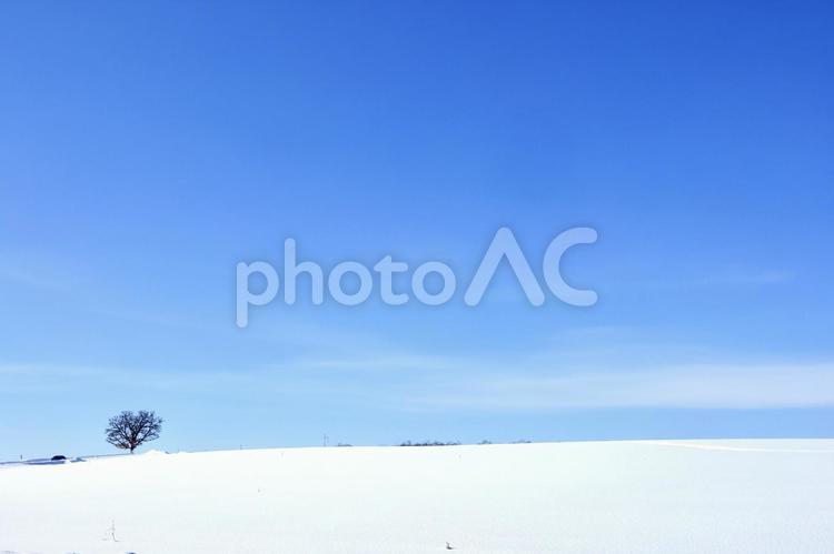 美瑛町の白樺並木が伐採された後の丘の風景 北海道,美瑛町,美瑛の写真素材