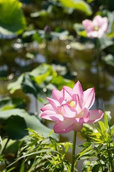 蓮の花 蓮の花の写真