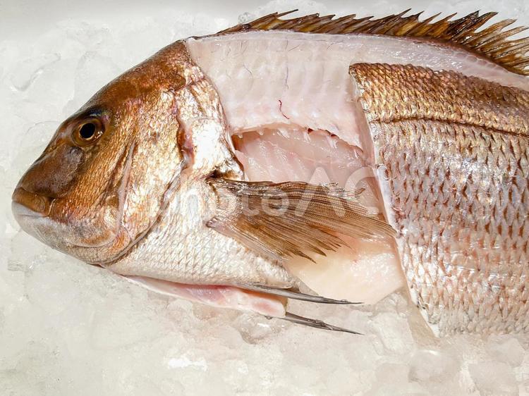 三枚におろした鯛② 鯛,たい,タイの写真素材