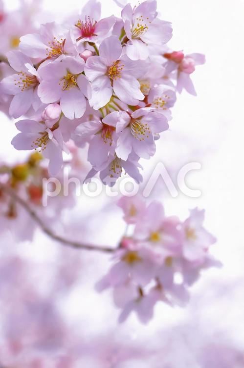 桜の開花イメージ 桜,満開,植物の写真素材