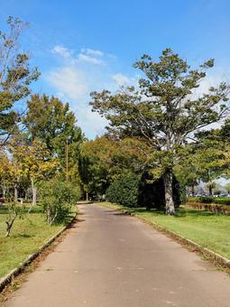 秋の霞ヶ浦総合公園・色づく木々(土浦市) 秋の霞ヶ浦総合公園・色づく木々(土浦市) 秋,霞ヶ浦総合公園,色づくの写真素材