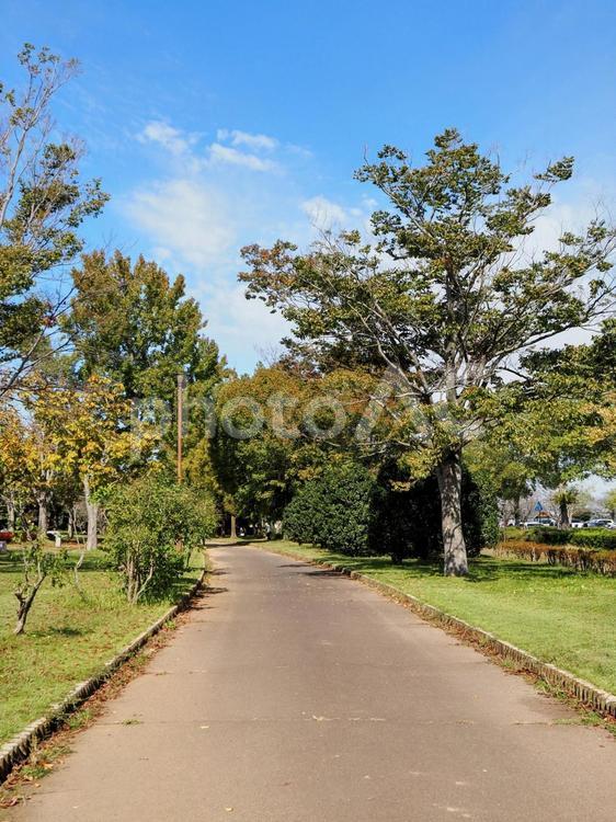 秋の霞ヶ浦総合公園・色づく木々（土浦市） 秋,霞ヶ浦総合公園,色づくの写真素材