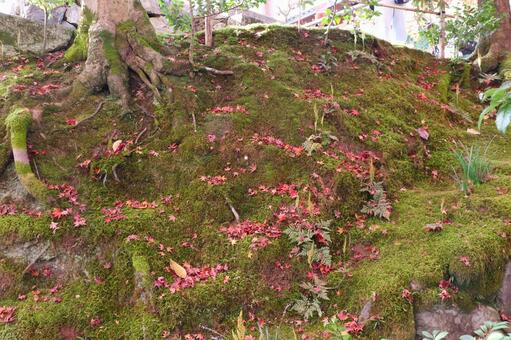 常寂光寺の紅葉 常寂光寺,紅葉,苔の写真素材