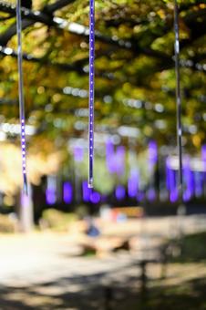 秋の光舞う径 秋,秋景色,11月の写真素材