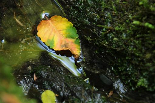 森の一角2の写真