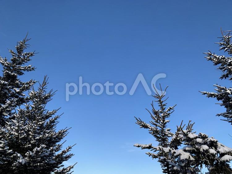 青空とモミの木 冬,雪,木の写真素材