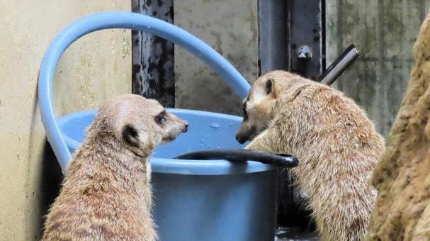 いたずらミーアキャット いたずらミーアキャット ミーアキャット,動物園,マングース科の写真素材