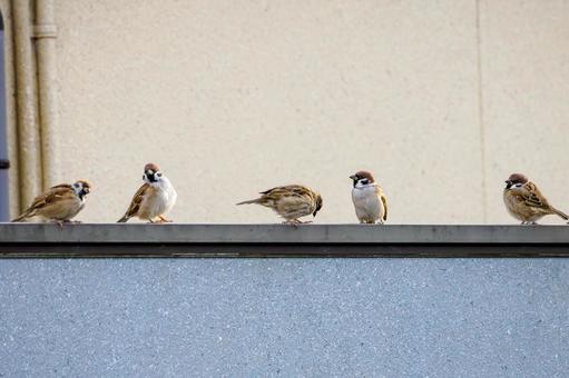 スズメの若鳥(38) 鳥,スズメ,若鳥の写真素材