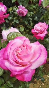 薔薇 薔薇の写真
