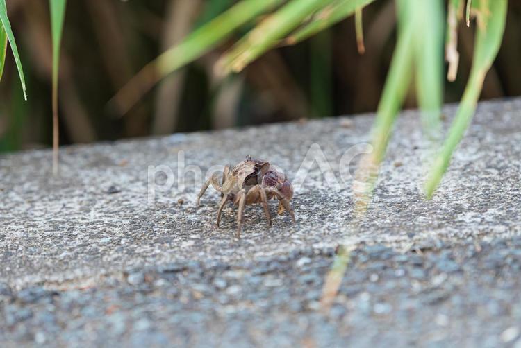 道をそそくさと歩く沢蟹 沢蟹,カニ,甲殻類の写真素材