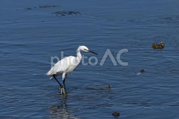 海岸沿いで狩りをするコサギ 野鳥,バードウォッチング,サギの写真素材