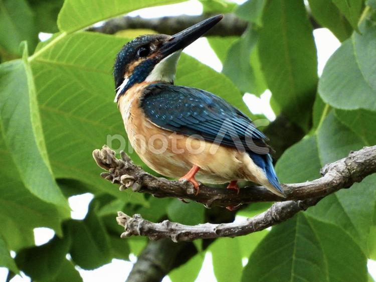枝につかまるカワセミ 鳥,野鳥,カワセミの写真素材