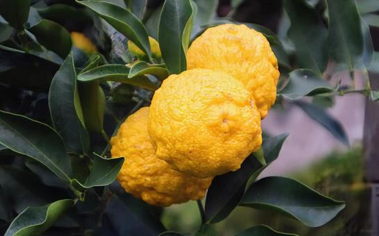 柚子湯は江戸時代から 柚子,食べ物,植物の写真素材