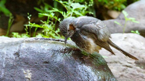 石の上で考えるヒヨドリ 石の上で考えるヒヨドリの写真