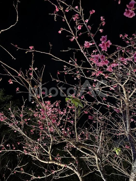 風景-カンヒザクラ カンヒザクラ,寒緋桜,サクラの写真素材