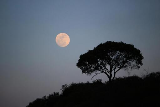 アフリカの満月 アフリカ,ケニア,マサイマラの写真素材