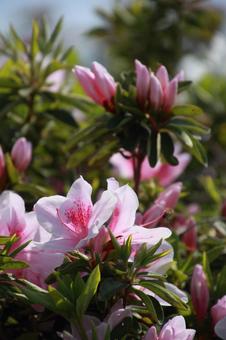青空のもと満開に咲くツツジ ツツジ,躑躅,つつじの写真素材