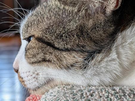 ねこ ひげ ねこ ひげ ねこ,ひげ,横顔の写真素材