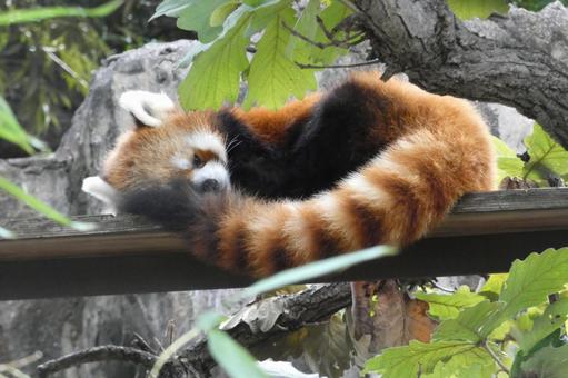 朝のレッサーパンダ1 横浜,野毛山,動物の写真素材
