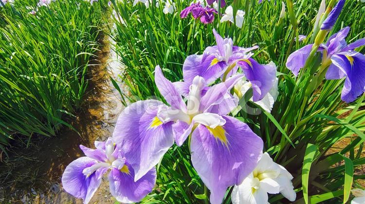 季節の花と緑 アヤメ,アヤメ祭り,花の写真素材