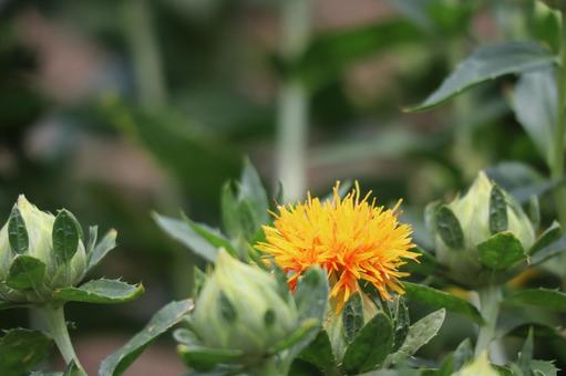 黄色い花びらのベニバナの花のアップ 黄色い花びらのベニバナの花のアップの写真