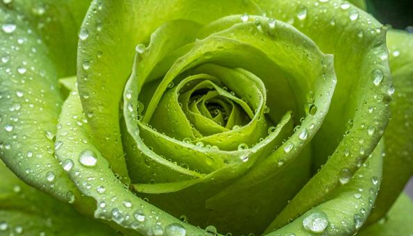 緑色のバラの花に水滴 ビューティー背景 緑色のバラの花に水滴 ビューティー背景の写真