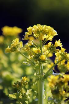 菜の花 自然,キレイ,春の写真素材