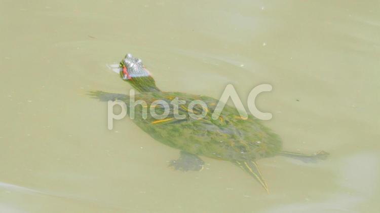 顔を出して遊ぶミドリガメ ミドリガメ,亀,ミシュシュピーアカミミガメの写真素材
