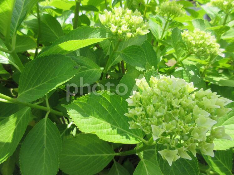 紫陽花 紫陽花,アジサイ,あじさいの写真素材