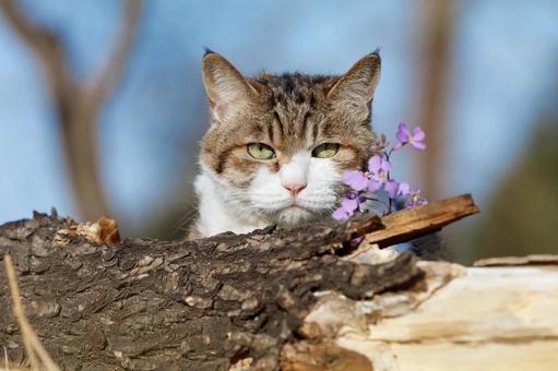 ペットの猫 猫,ペット,動物の写真素材