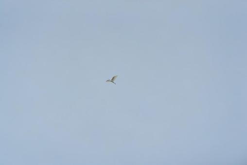 大空を優雅に舞うコサギ 大空を優雅に舞うコサギ コサギ,鷺,野鳥の写真素材