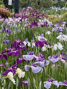 堀切菖蒲園 曇り空の下花菖蒲が咲き誇る 堀切菖蒲園 曇り空の下花菖蒲が咲き誇る 癒し,壁紙,花畑の写真素材