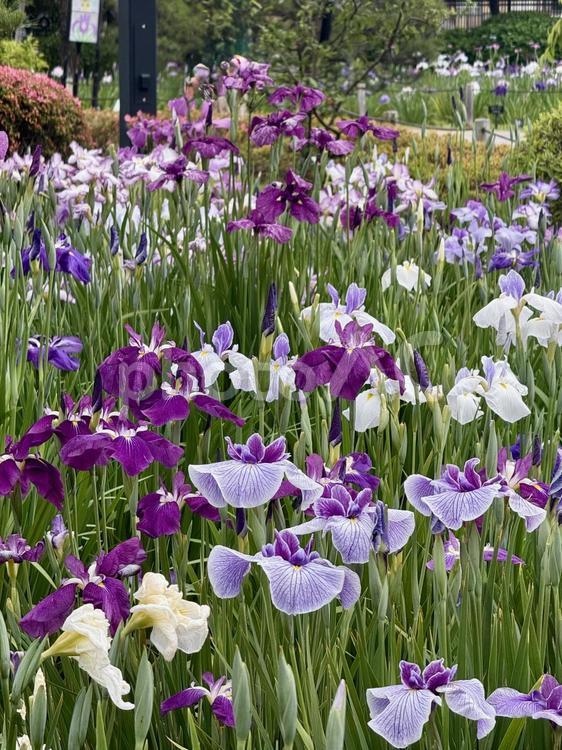 堀切菖蒲園　曇り空の下花菖蒲が咲き誇る 癒し,壁紙,花畑の写真素材