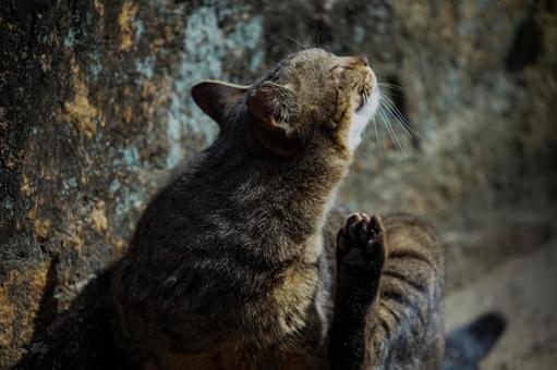 猫 猫の写真