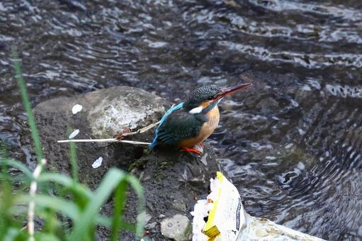 カワセミ5神奈川県横浜市内にて) カワセミ,ソニドリ,小鳥の写真素材