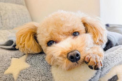 ベッドでぬくぬくするトイプードル 犬,ベッド,毛布の写真素材
