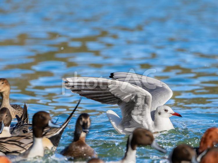 カモの群れに舞い降りるユリカモメ ユリカモメ,野鳥,鳥の写真素材