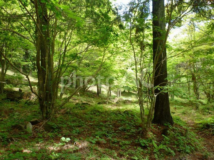 新緑の雑木林 新緑,緑,木漏れ日の写真素材