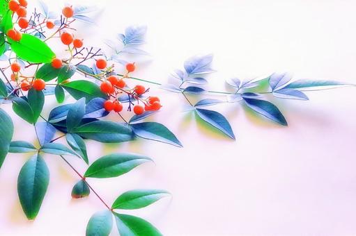 南天の背景素材 南天,縁起物,赤い実の写真素材