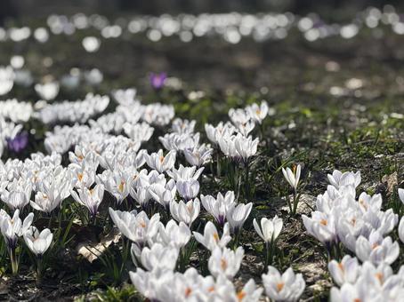 Crocus cluster 4, JPG Crocus cluster 4, JPG