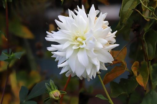 ダリヤの花 ダリヤの花 植物,花,自然の写真素材